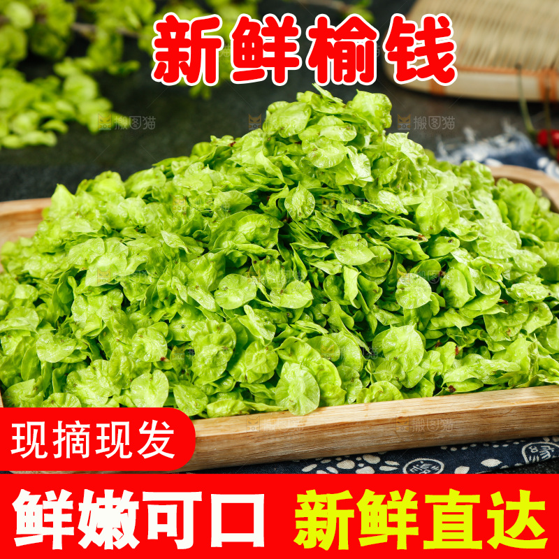 一盘榆钱叶