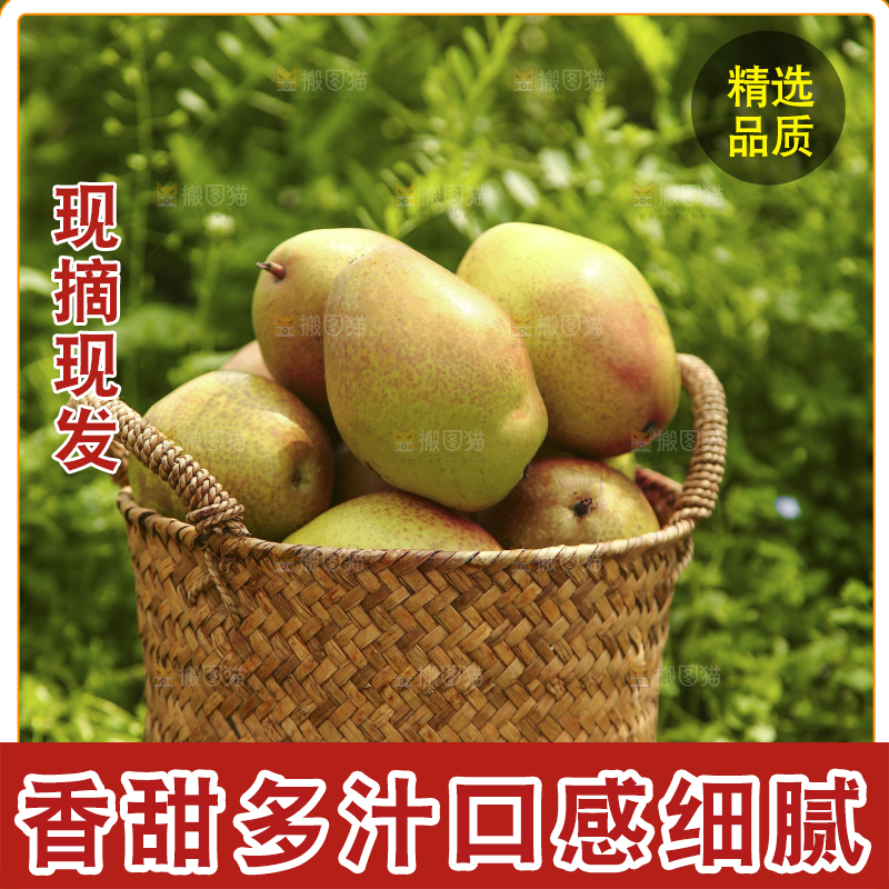 一篮新鲜红香酥梨