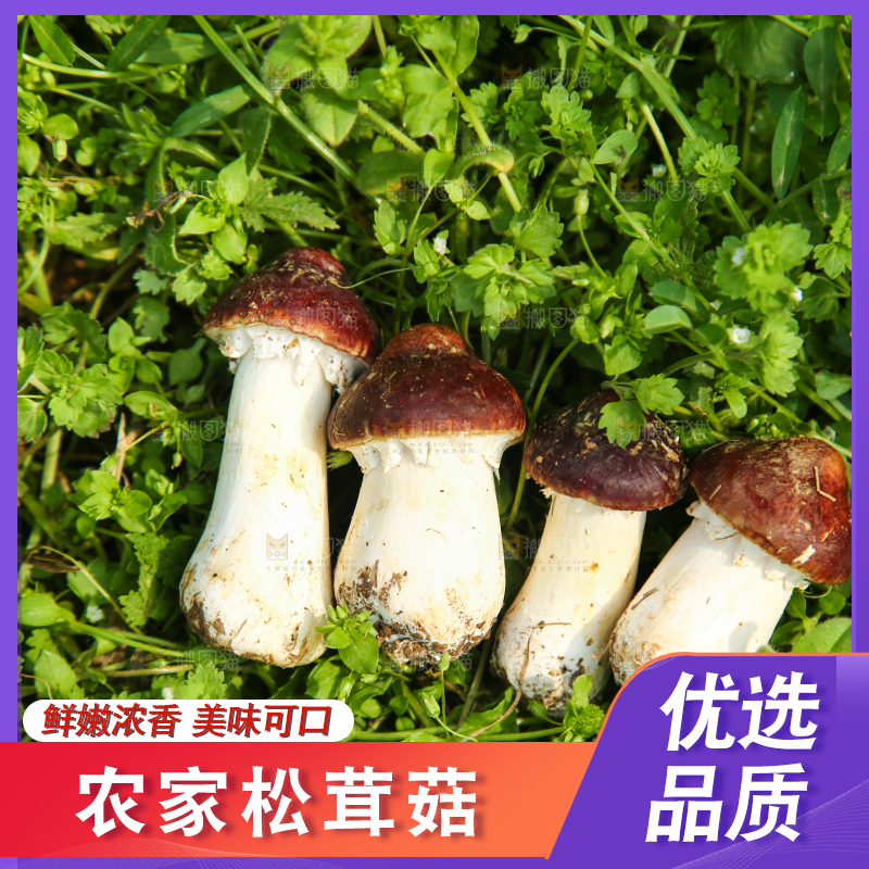 草地上的松茸菇