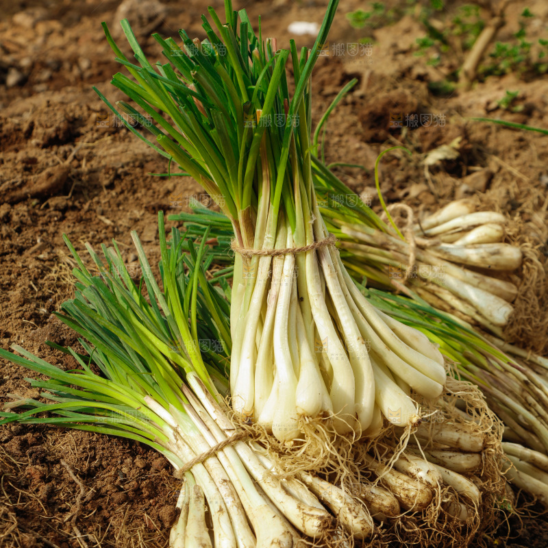 田地里的带叶藠头