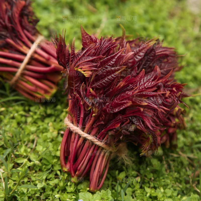 草地上的头茬香椿芽