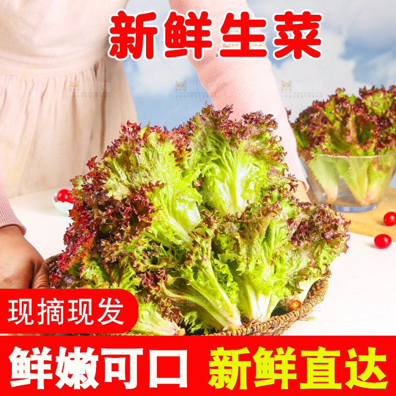 手里端着一篮紫霞生菜