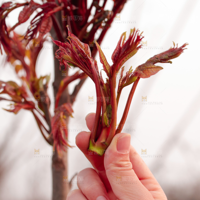 新鲜采摘红油香椿