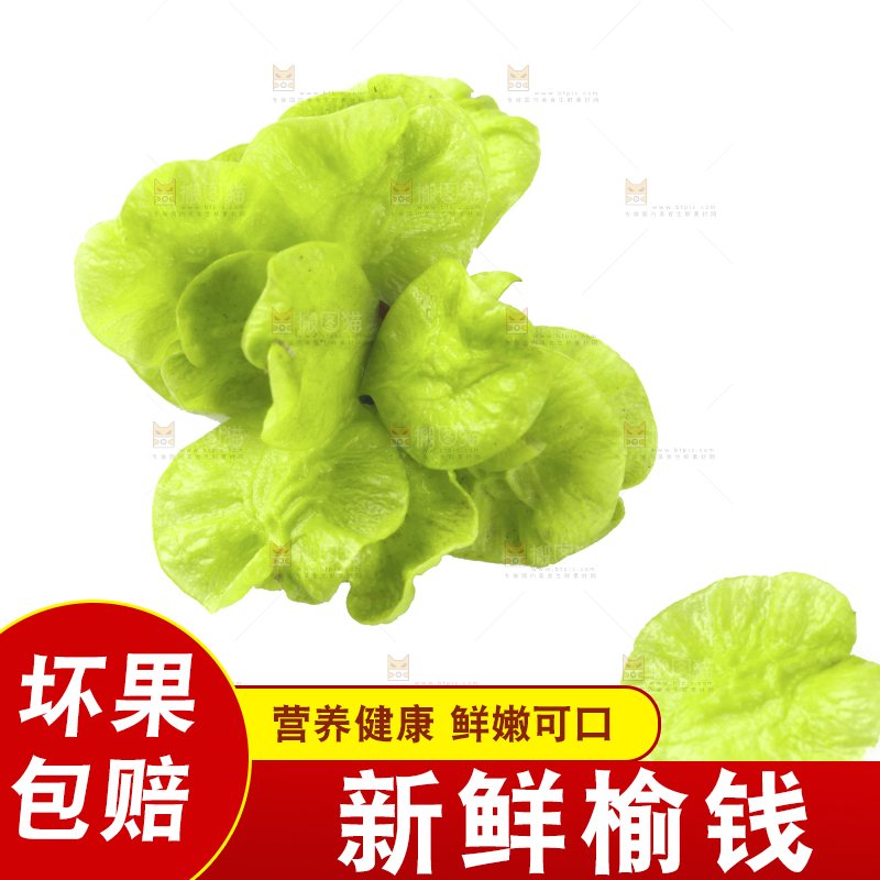 新鲜的野生榆钱