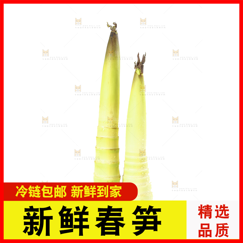 白底上摆放着春雷笋