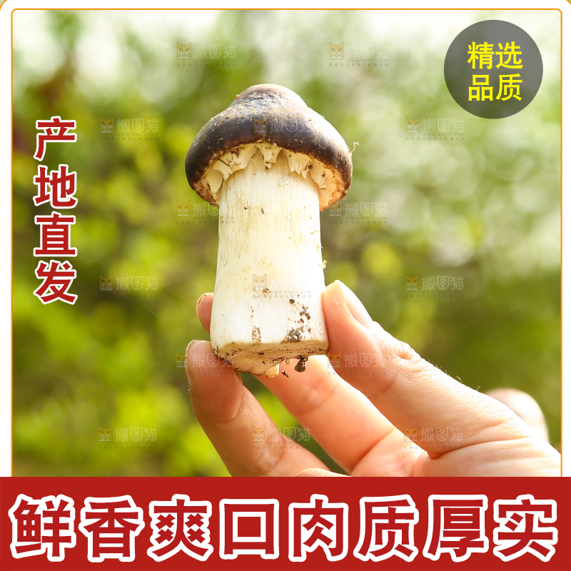 手里拿着赤松茸
