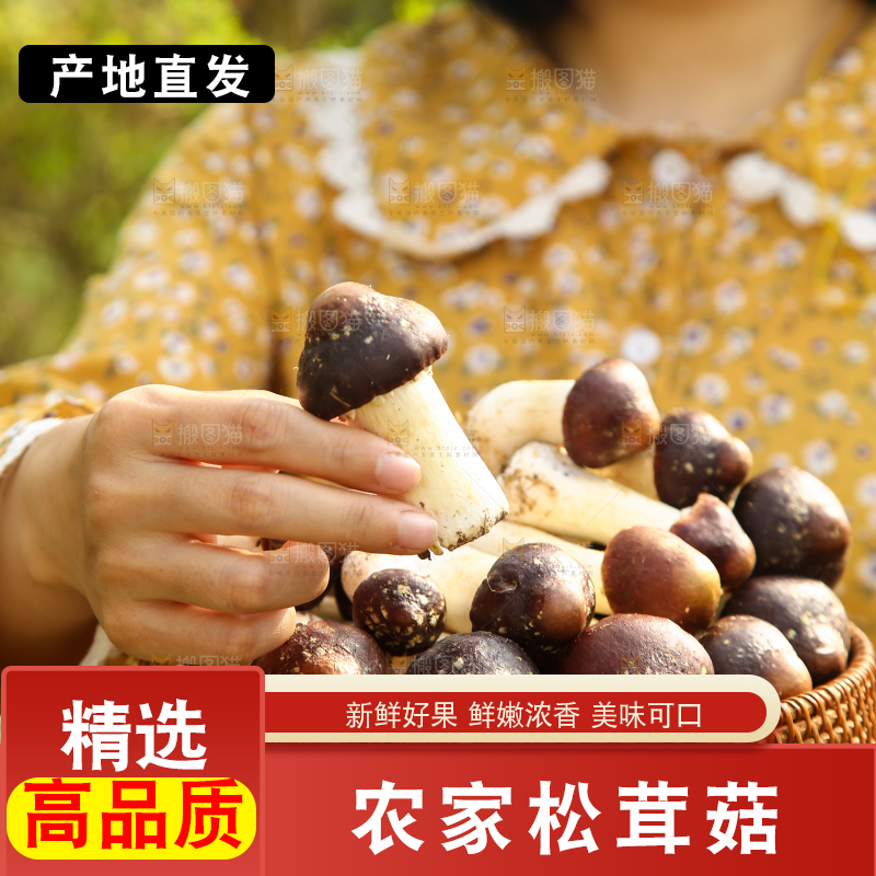 手里端着一篮松茸菇