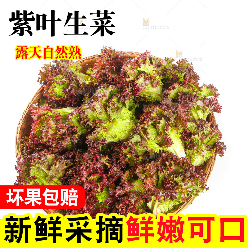一篮紫叶生菜