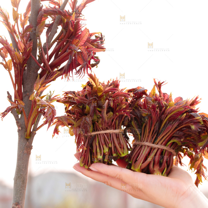 手里拿着红油香椿芽