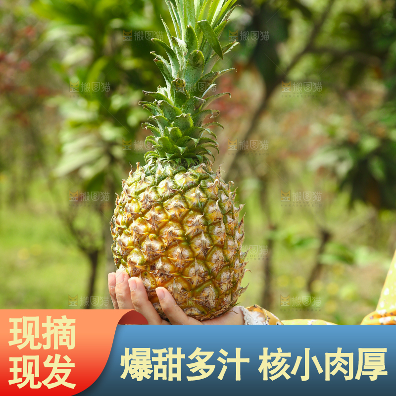 手里拿着菠萝