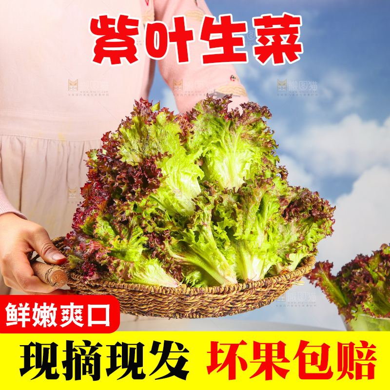 手里端着一篮紫霞生菜