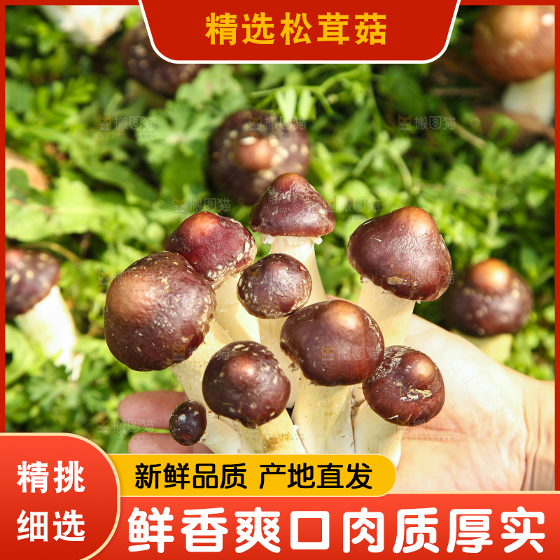 手里拿着赤松茸