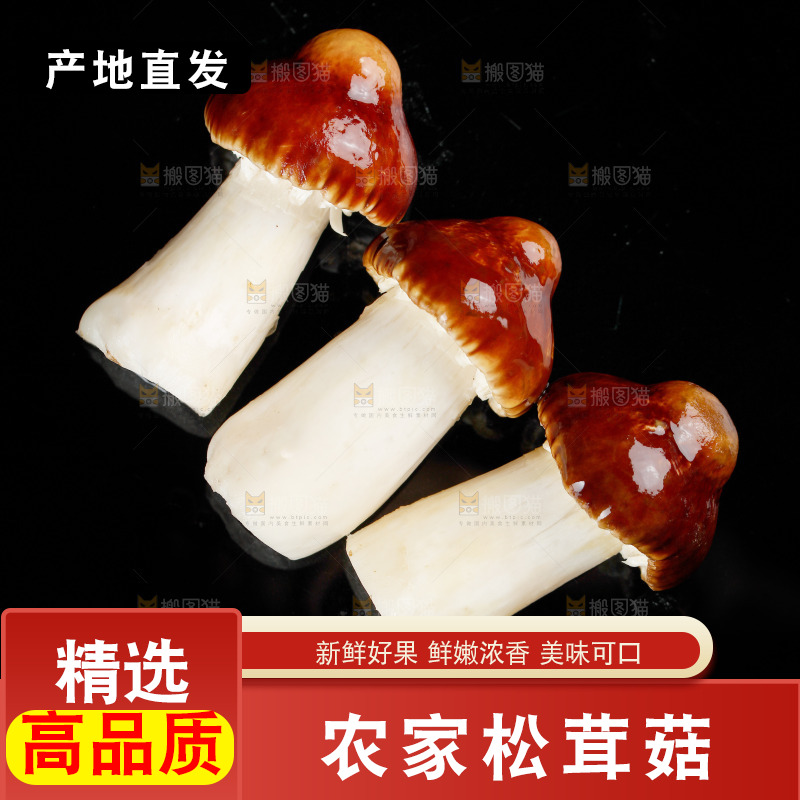 黑底上的新鲜松茸菇