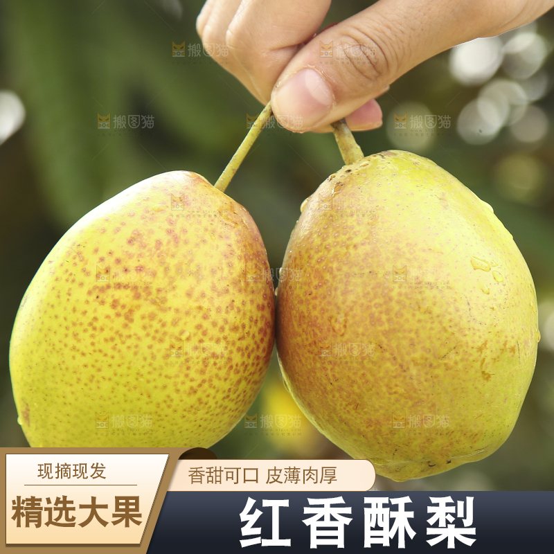 手拿着红酥梨