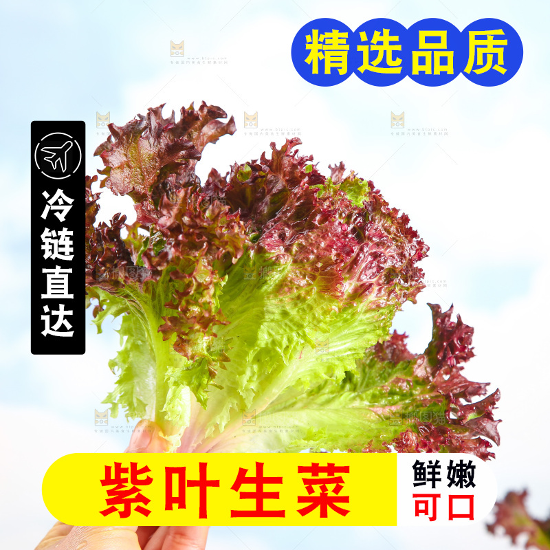 手里拿着紫生菜