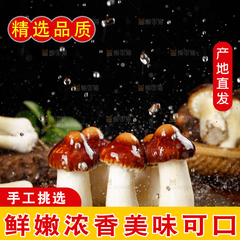 黑底上放着赤茸菇