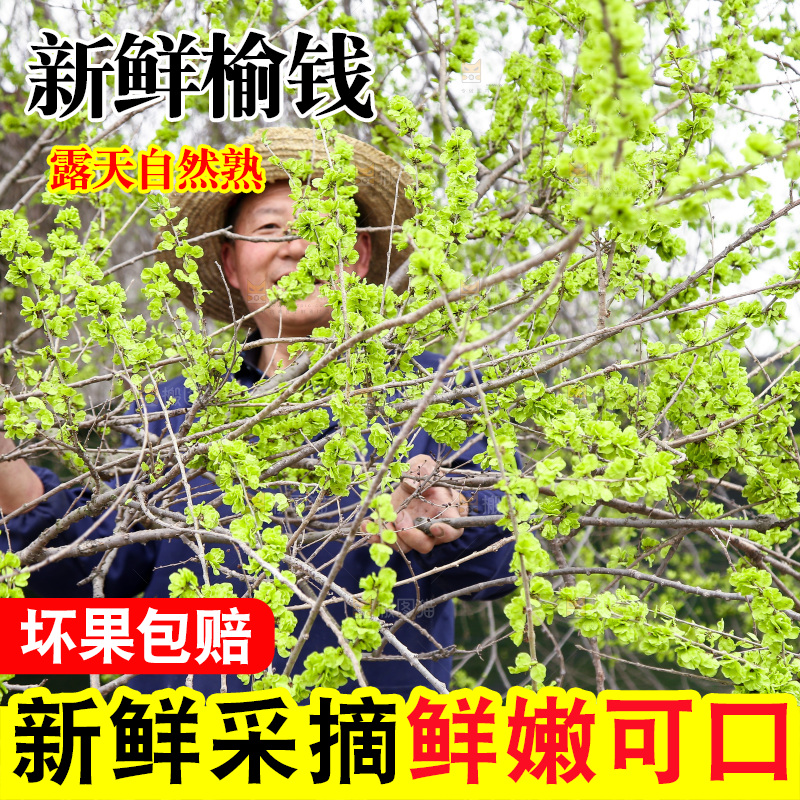 榆钱树枝叶
