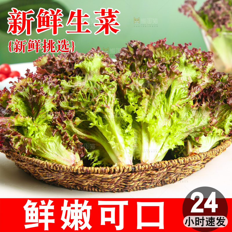一篮紫叶生菜