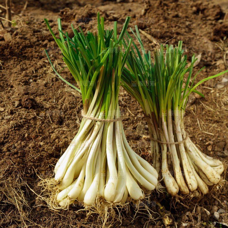 田地里的带叶藠头