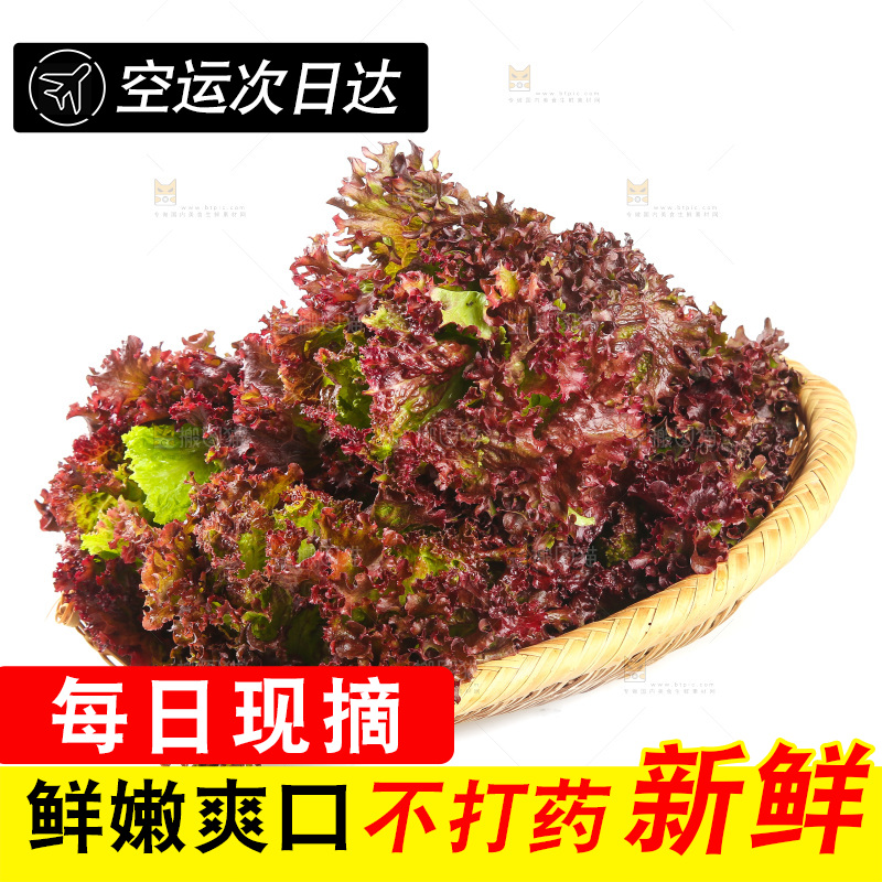 一篮紫叶生菜