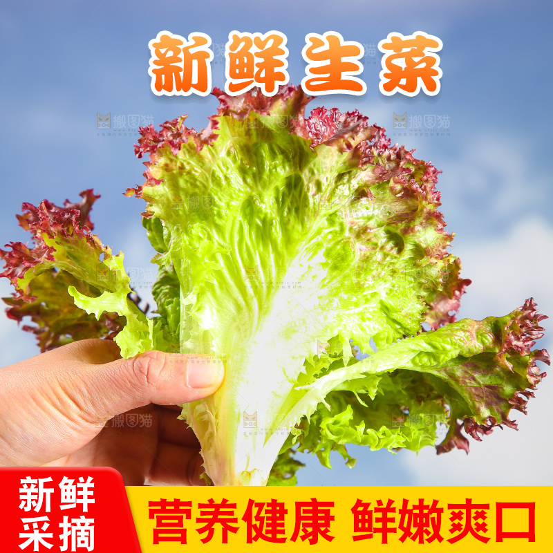 手里拿着紫生菜