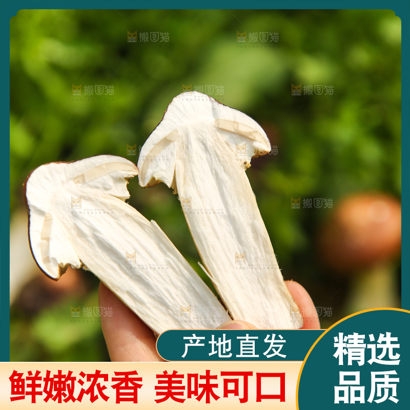 手里拿着赤松茸