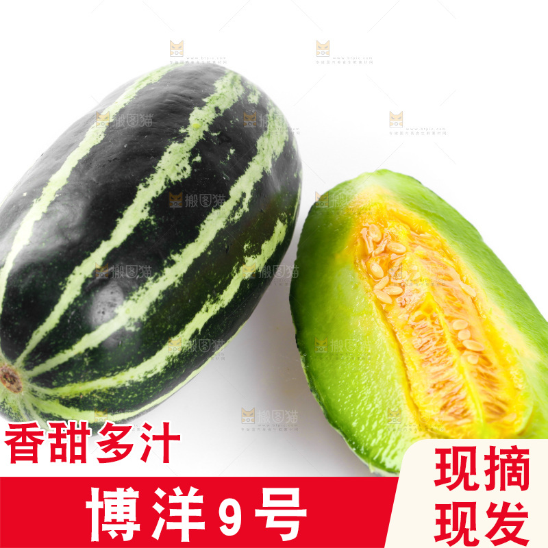 白底上的博洋9号甜瓜