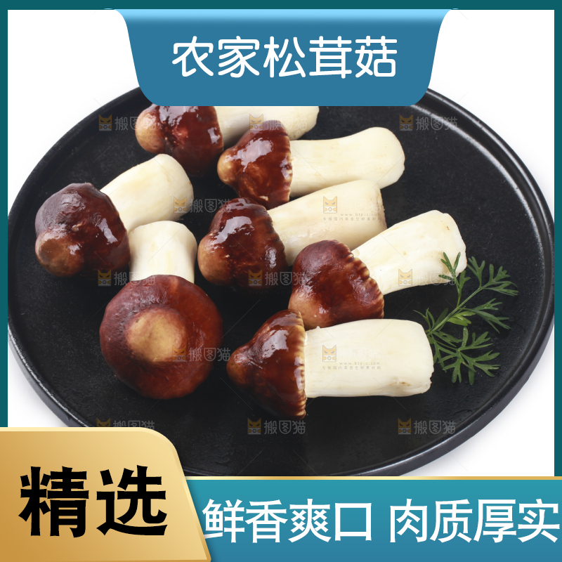 一盘松茸菇摆放在白底上