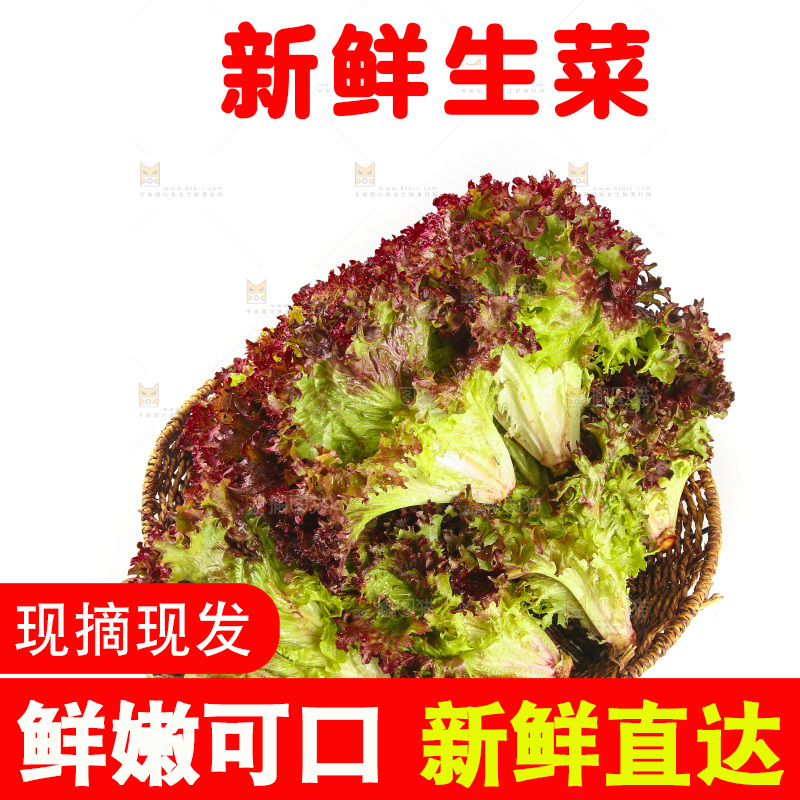 一篮紫叶生菜