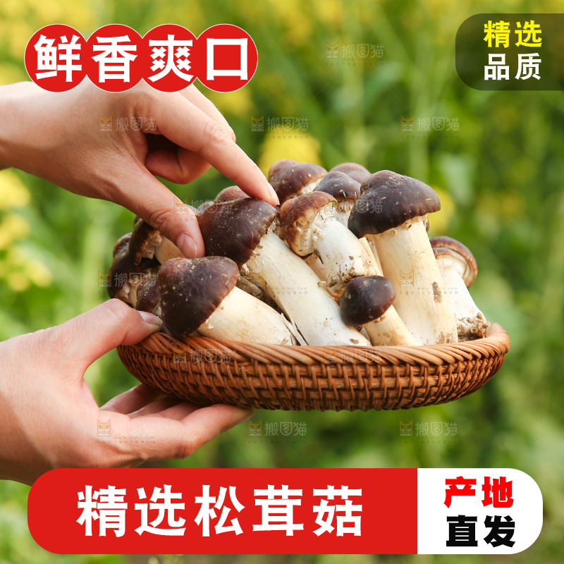 一篮新鲜松茸菇