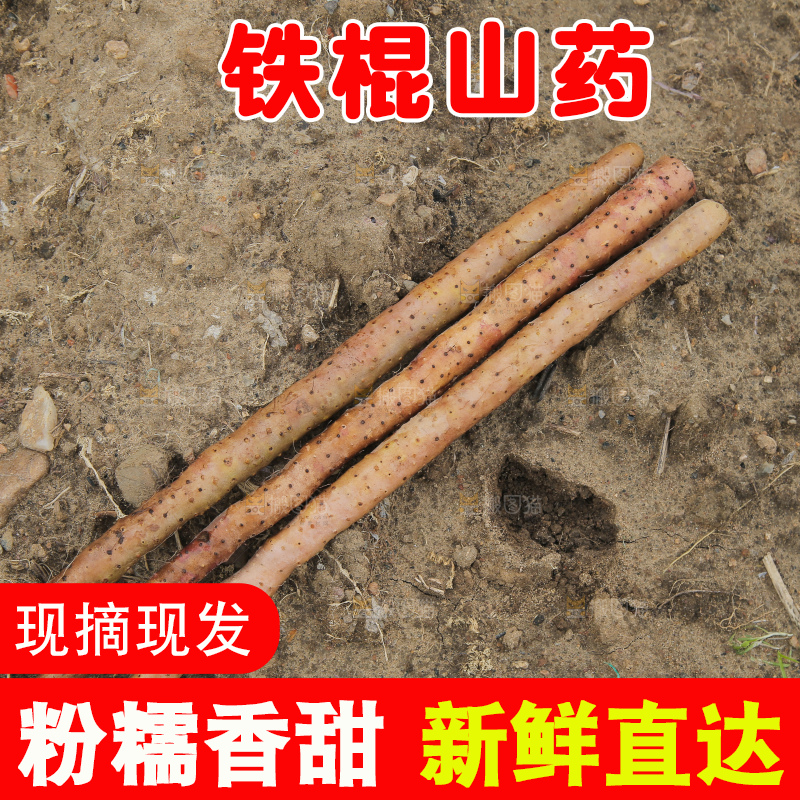 新鲜的铁棍山药