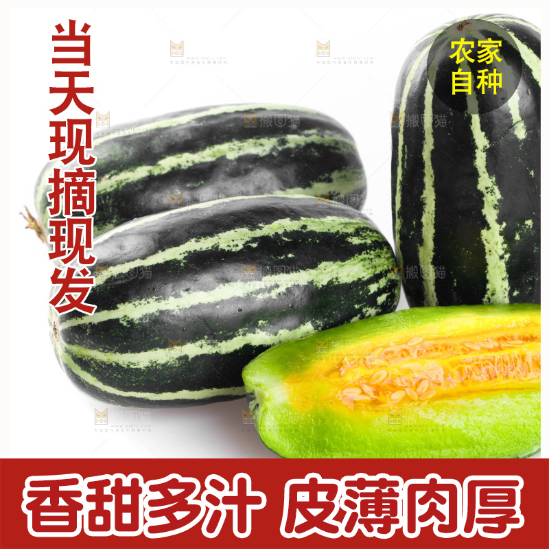 白底上的博洋9号甜瓜