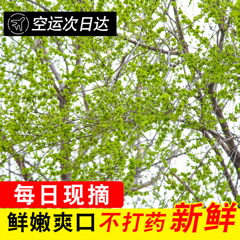 榆钱树叶