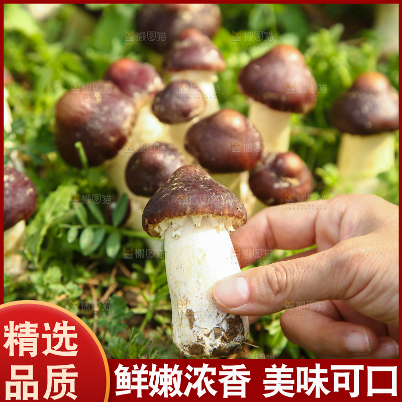 手里拿着赤松茸
