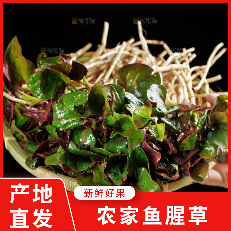 手里端着一篮鱼腥草