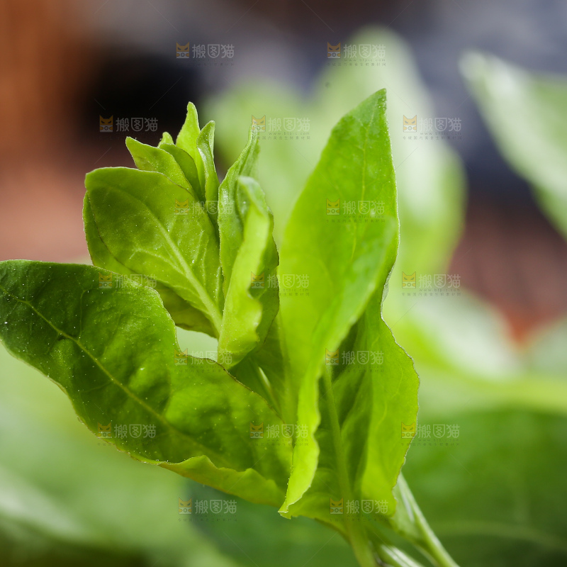 新鲜的枸杞菜