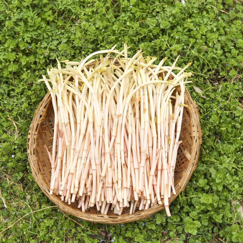 一篮四川鱼腥草嫩芽