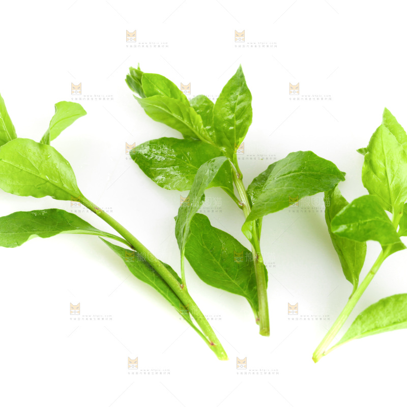 白底上的枸杞菜芽