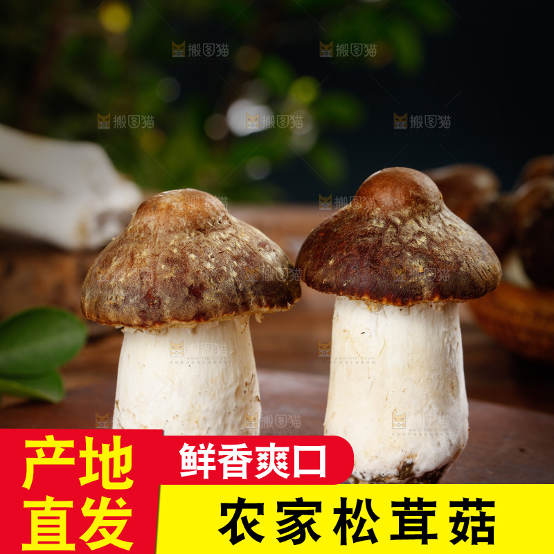 木板上放着松茸菇