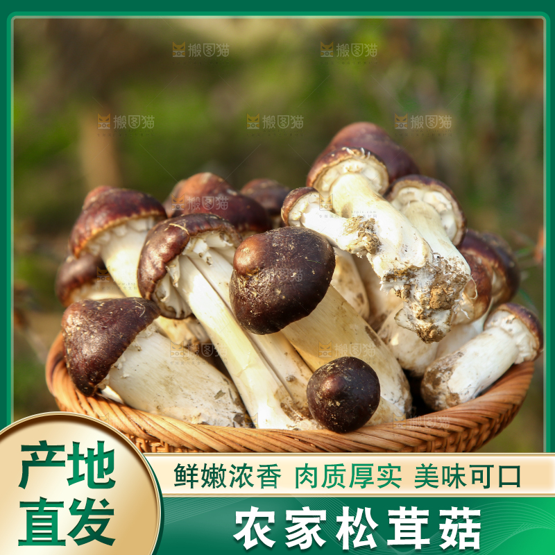 一篮新鲜赤松茸