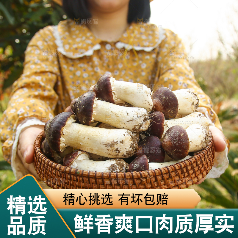 手里端着一篮松茸菇