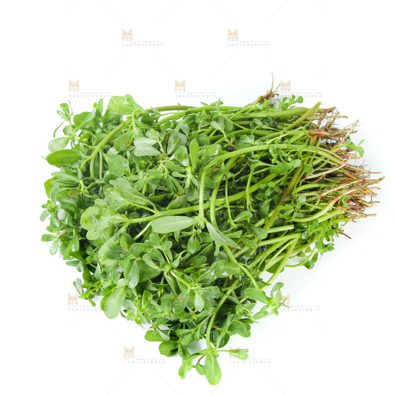 一堆新鲜马齿苋