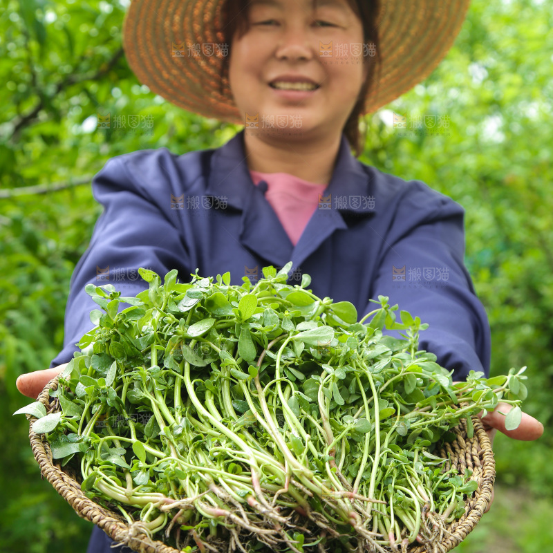 手里端着一篮新鲜马齿苋