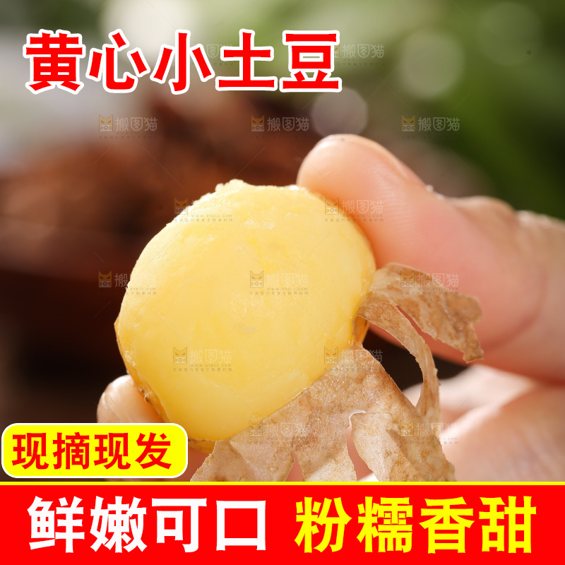 手里拿着小土豆