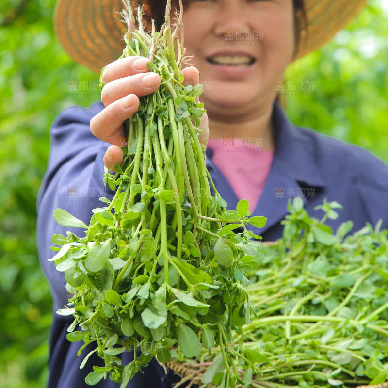 手里拿着长寿菜