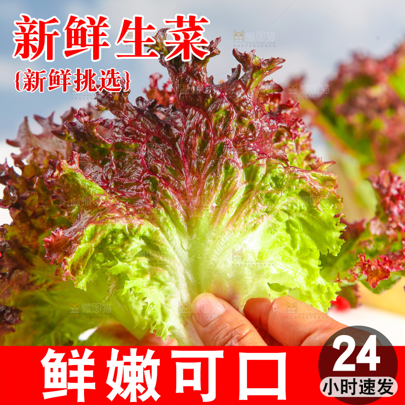 手里拿着紫生菜