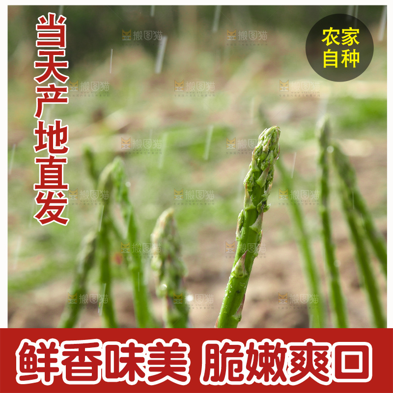 新鲜的芦笋