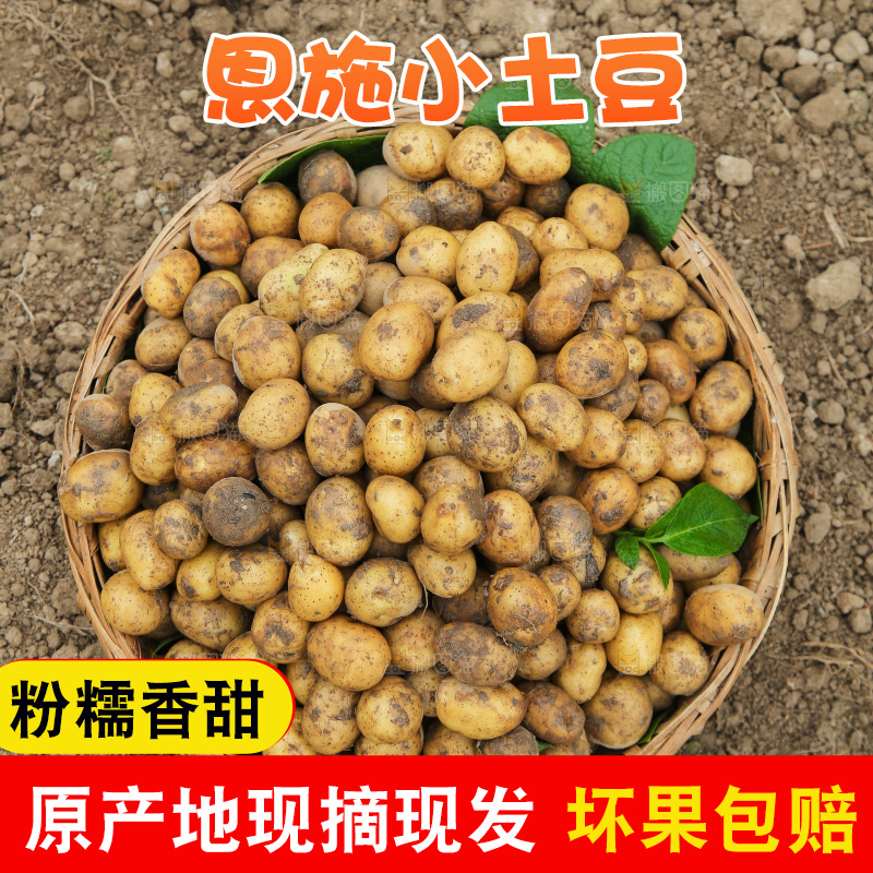 一篮新鲜小土豆