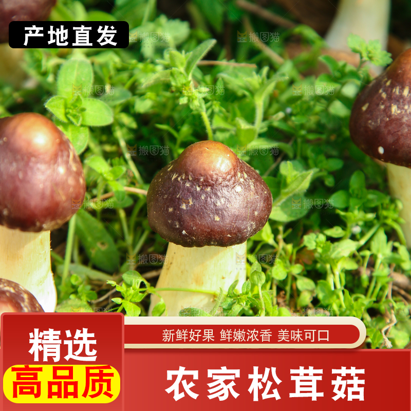 新鲜的松茸菇