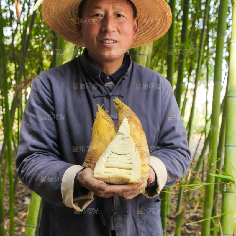 农民手里拿着黄泥春笋